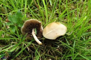 agrocybe praecox (4).jpg_product_product_product_product